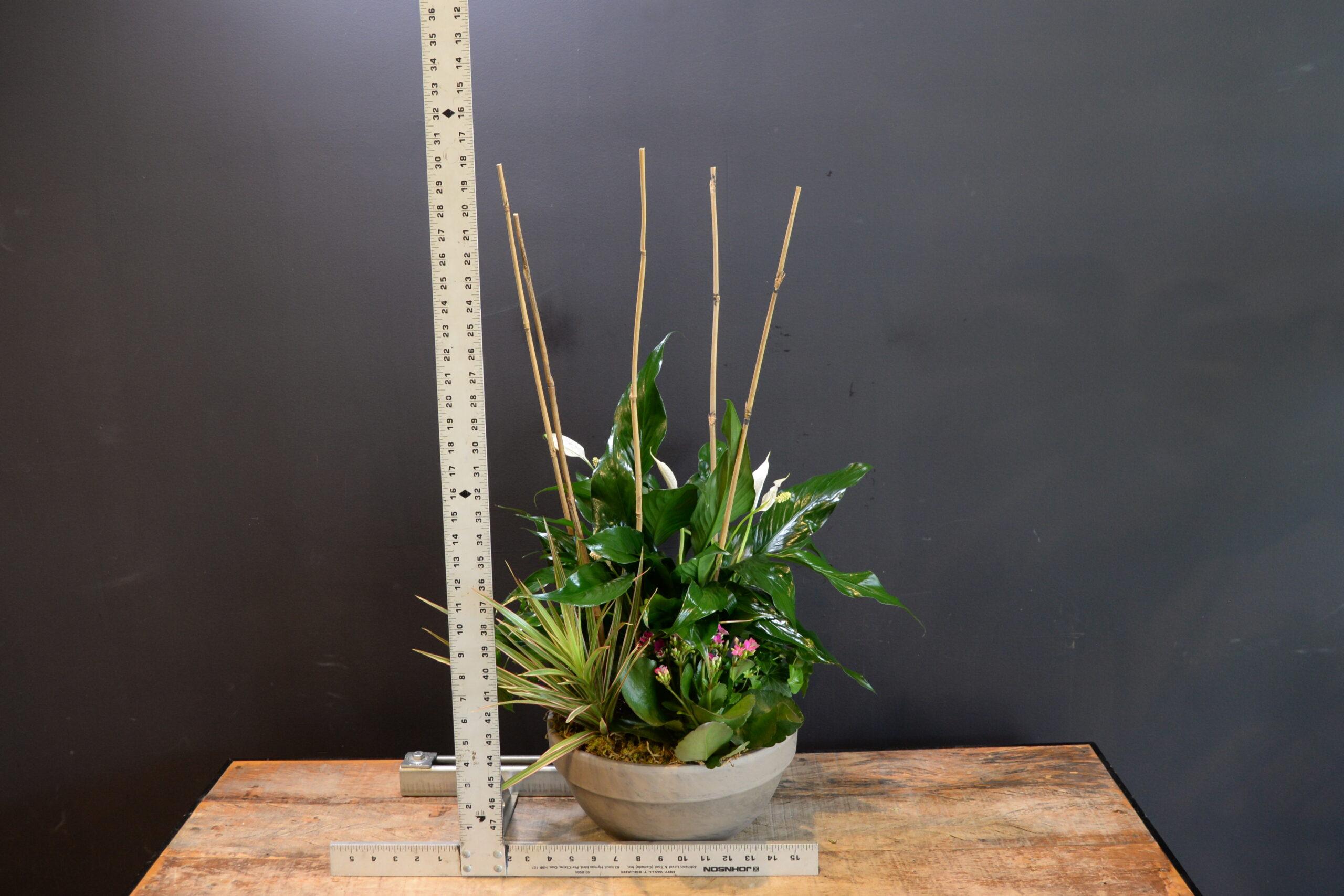 Serene Beauty image 1