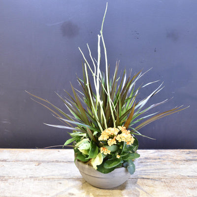 Alba Arancione image 0