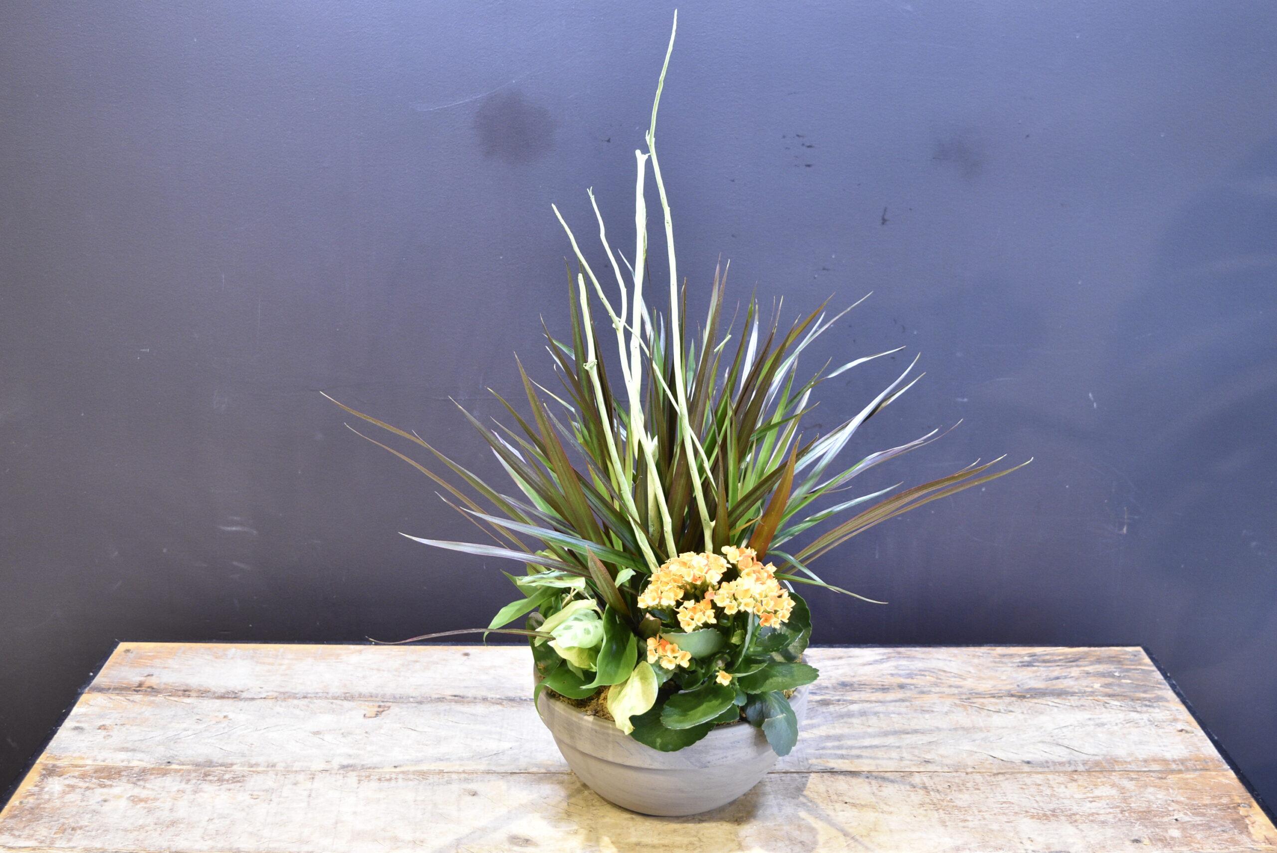 Alba Arancione image 0