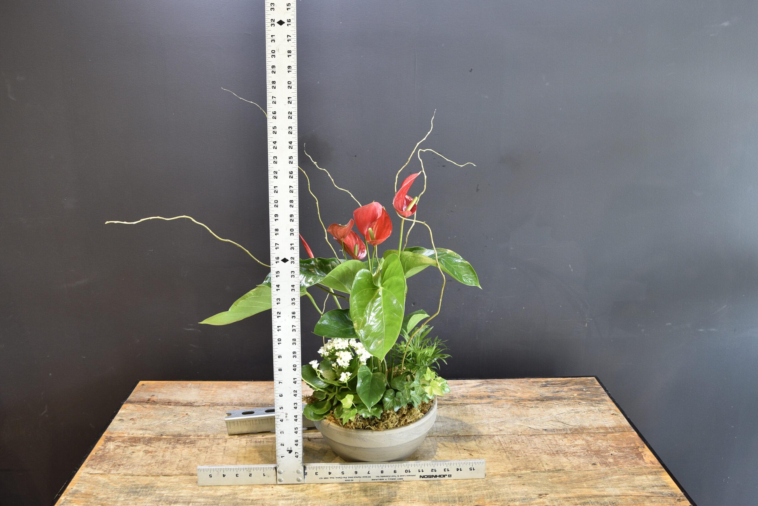 Bellissima Canada image 1