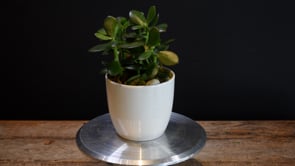 Zen Jada ProductCarouselURL