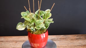 Peperomia & Starlight ProductCarouselURL