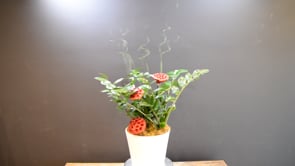 Bursting Cheer ProductCarouselURL