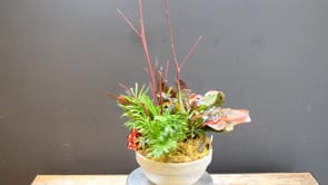 Tropical Red Rhythm ProductCarouselURL