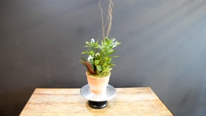 Terracotta Tropics ProductCarouselURL