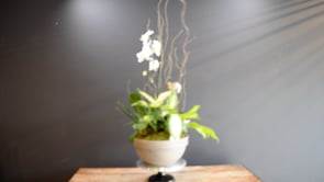 Grand Phalaenopsis Planter ProductCarouselURL