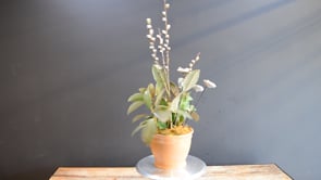 Blush of Spring ProductCarouselURL