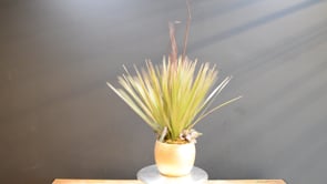 Golden Tropic Spire ProductCarouselURL