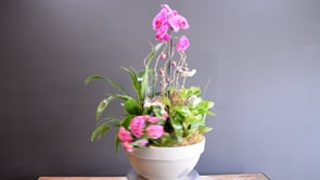 Fuchsia Wildfall Garden ProductCarouselURL