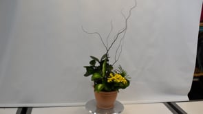3 Terra Tropics ProductCarouselURL