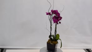 3 Beauty And Grace Fuchsia ProductCarouselURL