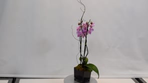 3 Beauty and Grace Pink ProductCarouselURL