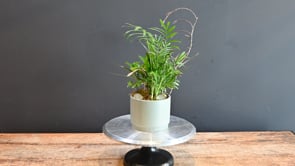 3 Serenity Garden ProductCarouselURL