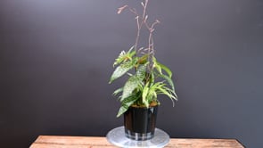 3 Black Tie Begonia ProductCarouselURL