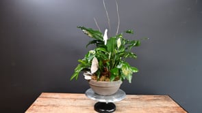 3 Tropics in the City ProductCarouselURL