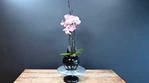 3 Beauty and Grace Pink ProductCarouselURL
