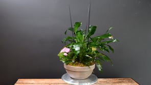 3 Tropical Forest ProductCarouselURL