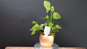 3 Golden Tropic Spire ProductCarouselURL