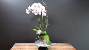 3 Beauty And Grace Fuchsia ProductCarouselURL
