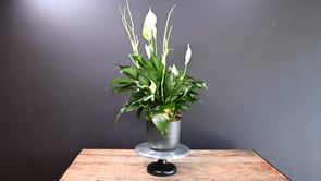 3 Charcoal Serenity ProductCarouselURL