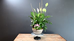 3 Pure Harmony ProductCarouselURL