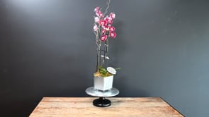 3 Peaceful Beauty Single Orchid ProductCarouselURL
