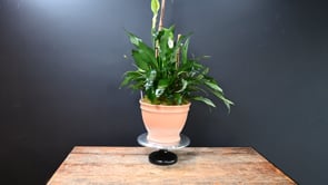 3 Bamboo Haven ProductCarouselURL