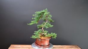 3 Beau Bonsai ProductCarouselURL