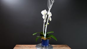 3 Aquara ProductCarouselURL