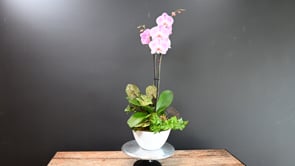 3 Stylish Grace ProductCarouselURL