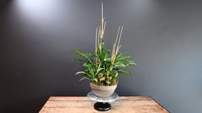3 Urban Oasis ProductCarouselURL