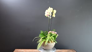 3 Orchid Oasis ProductCarouselURL