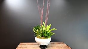 3 Scarlet Tropics ProductCarouselURL