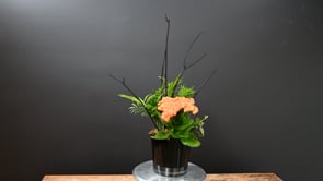 3 Trick or Tropic ProductCarouselURL