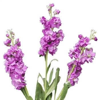 STOCK MAUVE 