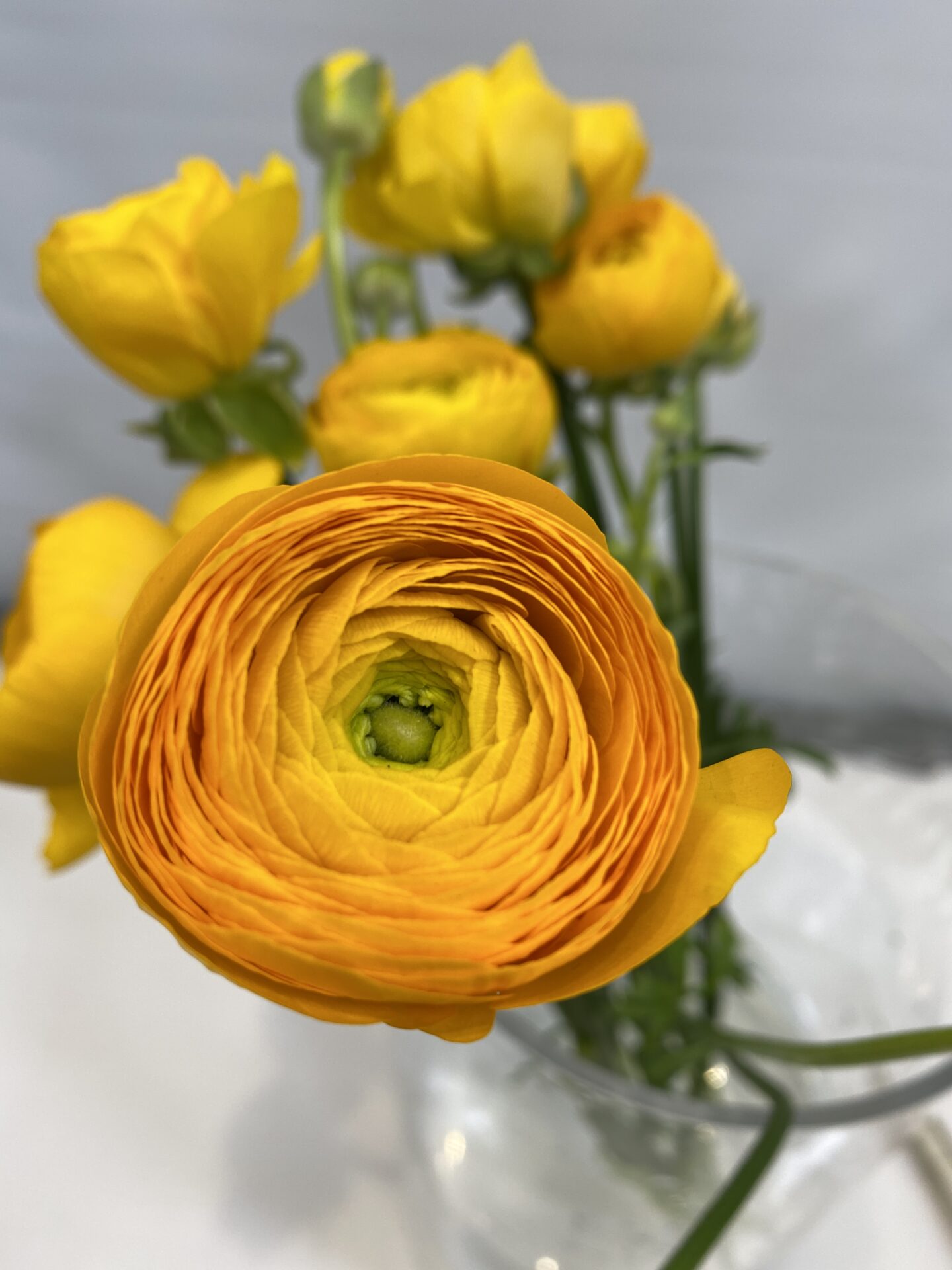 yellow ranunculus meaning