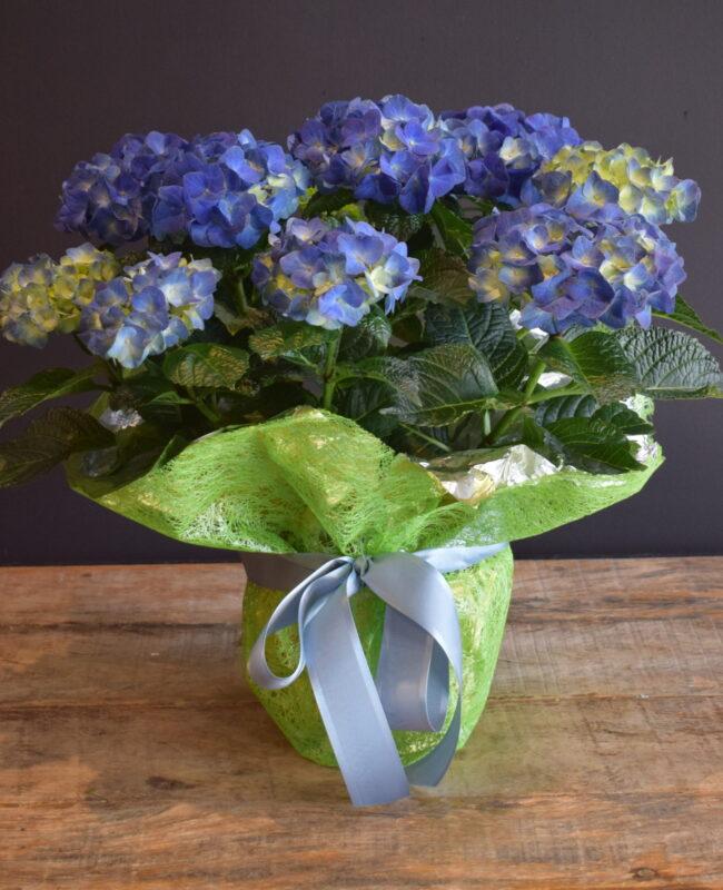 Blue Hydrangea Planter