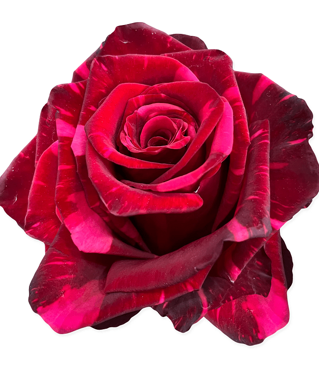ROSE RED PANTHER