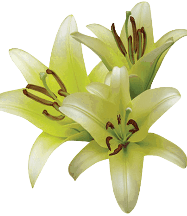 Lily Oriental Novelty 2/3