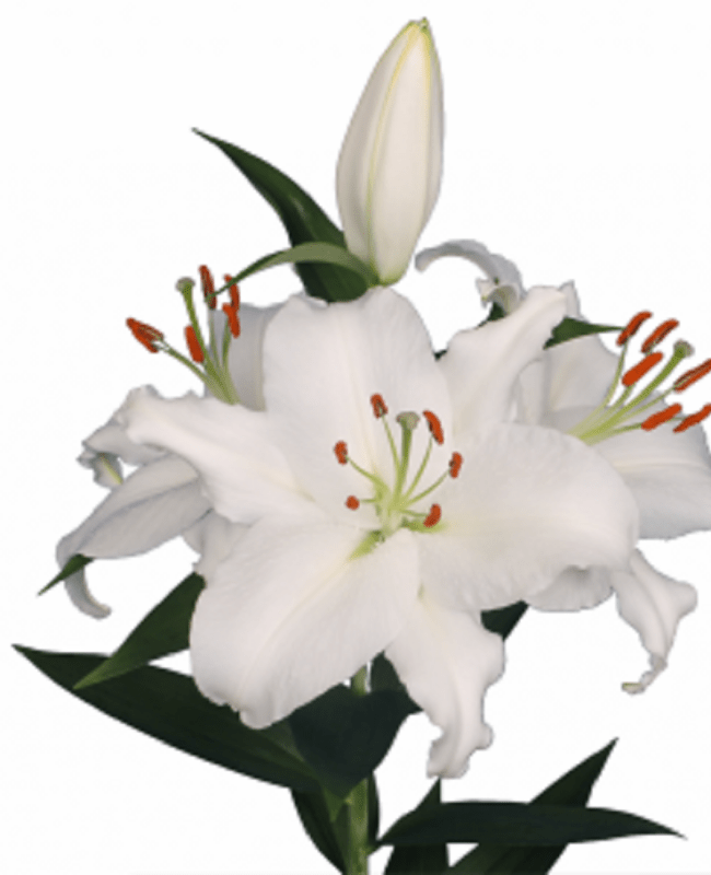 LILY ORIENTAL WHITE PASSION 2/3
