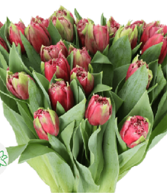TULIP FRILLY MASCOTTE