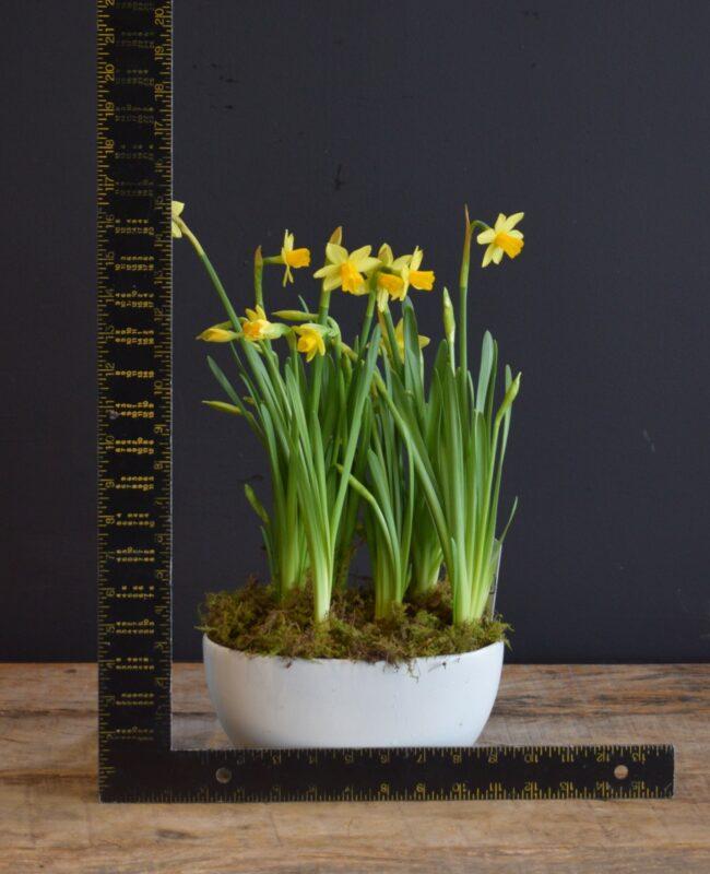 Daffodil Planter