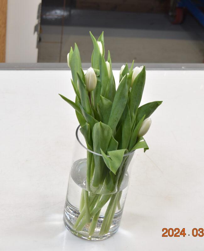 Tulip Sgl White
