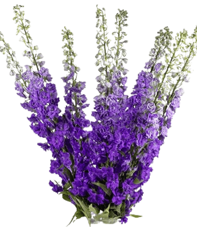 Delphinium Purple