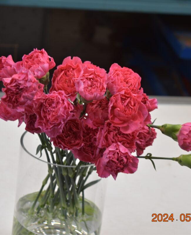 CARNATION PINK NELSON