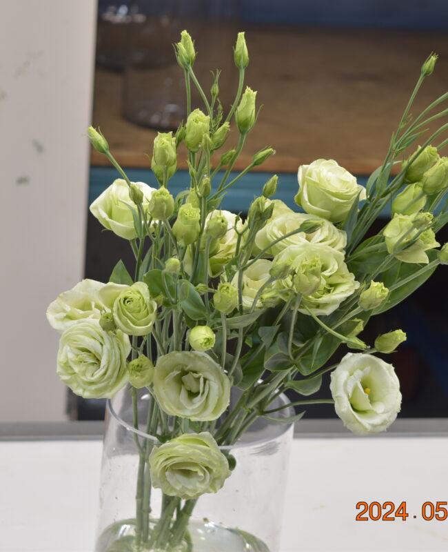 LISIANTHUS DBL CHACONNE GREEN