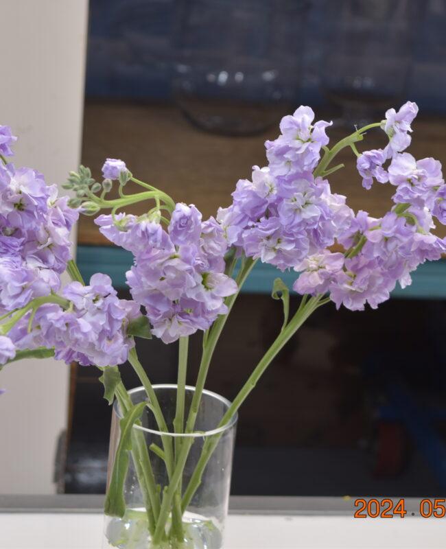STOCK LILAC